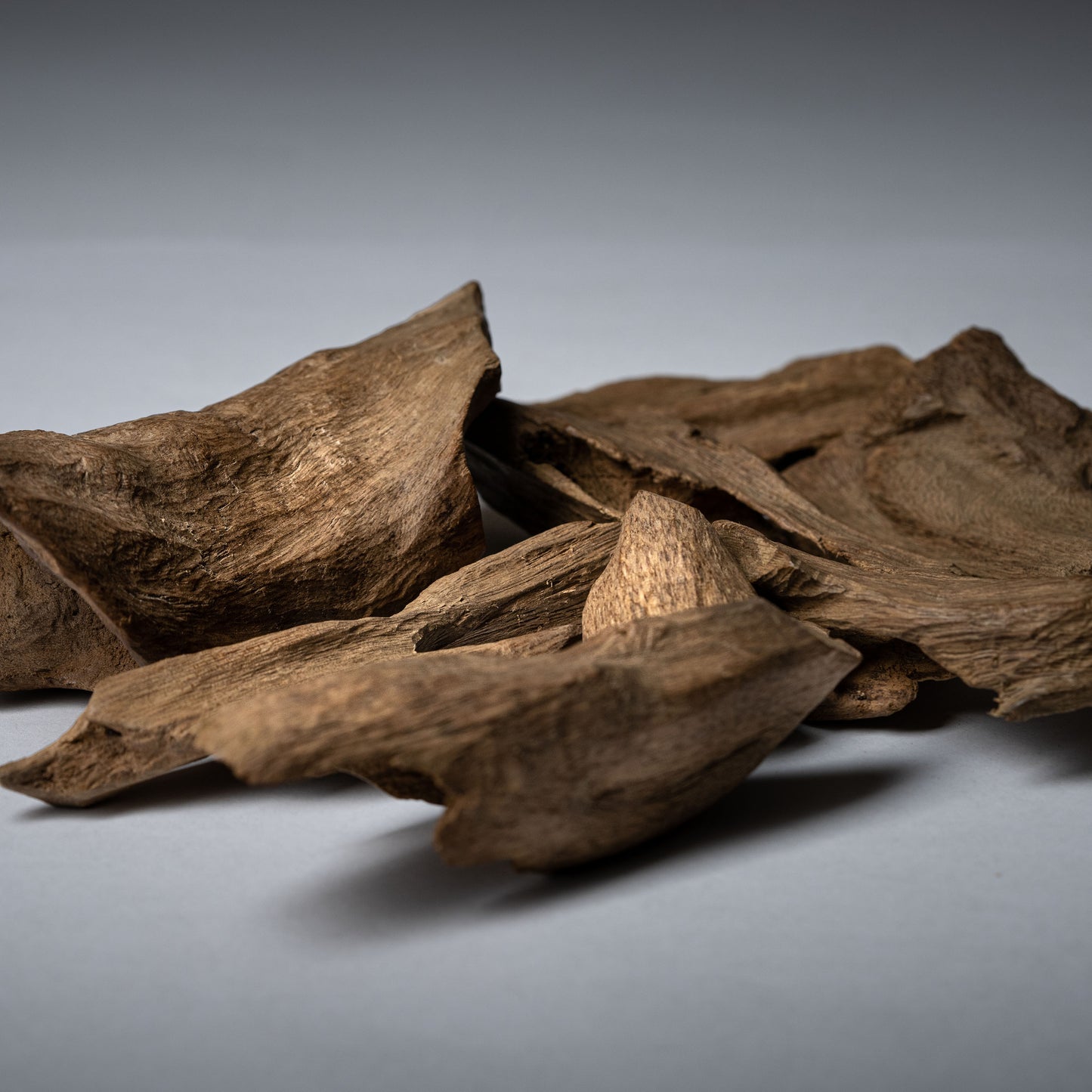 عود فلبيني ملكي